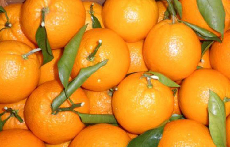 বিভিন্ন ধরনের ফলের মধ্যে চিকিৎসকেরা মূলত লেবুজাতীয় ফল খাওয়ার উপরেই বেশি গুরুত্ব দিতে চাইছেন। লেবুজাতীয় নানা ধরনের ফলে থাকে প্রচুর পরিমাণে ভিটামিন-সি। প্রায় সব ধরনের লেবুজাতীয় ফলেই থাকে প্রচুর ভিটামিন-সি। পাতি লেবু, কাগজি লেবু, কমলা, বাতাবি লেবু, মাল্টায় থাকে প্রচুর ভিটামিন-সি।