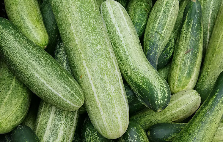 শসা: শসায় আছে ৯৫ শতাংশ পানি, ভিটামিন ও মিনারেল। ফলে শসা খেলে শরীর ভিতর থেকে ঠান্ডা করে। এতে ক্যালরি কম থাকে আর ফাইবার বেশি থাকে, ফলে ওজন কমাতে সহায়ক। তাই প্রতিদিন খাবারের শসা রাখতে চেষ্টা করুন। শসার জুসও খেতে পারেন। ছবি: সংগৃহীত