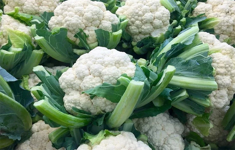 এই ফুলকপির ছবি এখন সোশ্যাল মিডিয়ায় ভাইরাল। সাধারণ মানুষই নন, বিজ্ঞানীরাও অবাক এই ফুলকপি নিয়ে আলোচনায় বসেছেন। এই বিশেষ ফুলকপিটিকে নিয়ে তারা গবেষণা করছেন। ছবি: সংগৃহীত