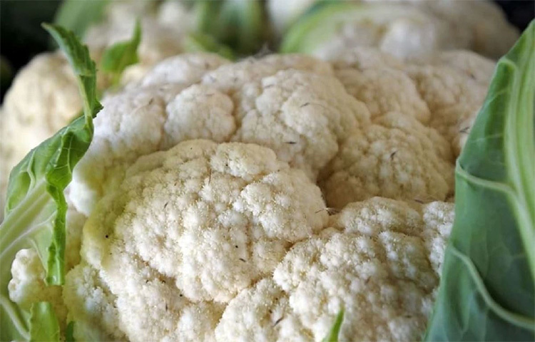 কৃষি বিজ্ঞানীদের মতে গাছে মিউটেশন হয়েছে। তারাও বলেছেন ফুলকপির এই নতুন প্রজাতি যদি চাষ করা যায় তাহলে কৃষকদের লাভ এক ধাক্কায় বহুগুণ বেড়ে যাবে। ছবি: সংগৃহীত