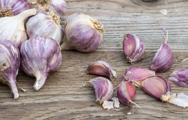 সব ধরনের রসুনই পুষ্টিগুণে ভরপুর ও খাবারের স্বাদ বাড়াতে ওস্তাদ। তবে সব দিক বিবেচনা করে বলাই যায় বেগুনি রঙের রসুন সবথেকে বেশি ভালো। কারণ, যদি ঠিকভাবে রান্না করা হয় এটি যে কোনো খাবারকে একটি আলাদা মাত্রায় পৌঁছে দিতে পারে। পাশাপাশি পুষ্টিগুণও বজায় থাকে। ছবি: সংগৃহীত