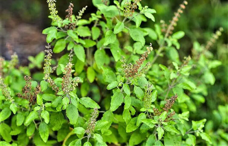 তুলসীপাতা পাকস্থলিতে শ্লেষ্মার মতো পদার্থ উৎপাদন বাড়ায়। এ ছাড়াও এতে রয়েছে বায়ুনাশক উপাদান যা গ্যাস্ট্রিকের সমস্যার মোকাবিলা করে। গ্যাস্ট্রিকের সমস্যা কিংবা ঢেকুর উঠলেই ৫-৬টি তুলসীপাতা চিবিয়ে খেয়ে ফেলুন। অথবা ৩-৪টি তুলসীপাতা সেদ্ধ করে সেই পানিতে একটু মধু মিশিয়ে খান, আরাম পাবেন। ছবি: সংগৃহীত