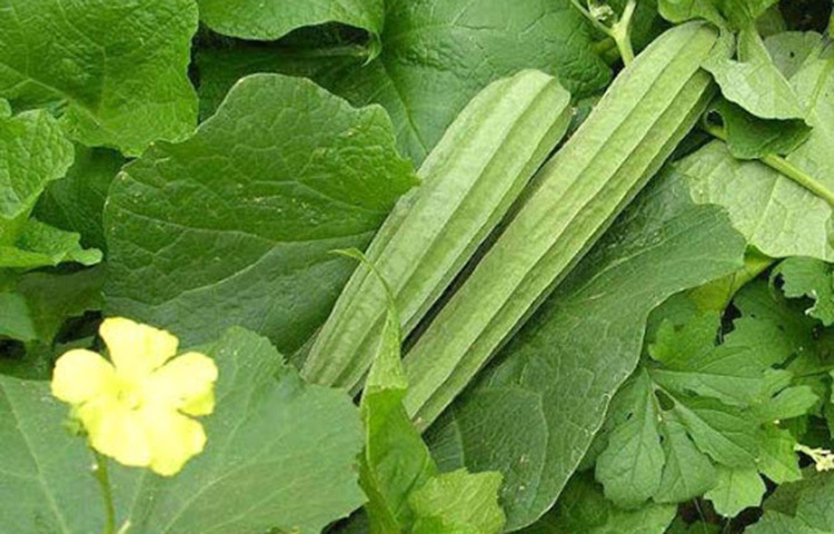 খাবারে অরুচি হলে অনেকে কচি ঝিঙে ও শিং মাছের ঝোল খান। তবে চিংড়ি আর ঝিঙের তরকারি অনেক সুস্বাদু। ছবি: সংগৃহীত