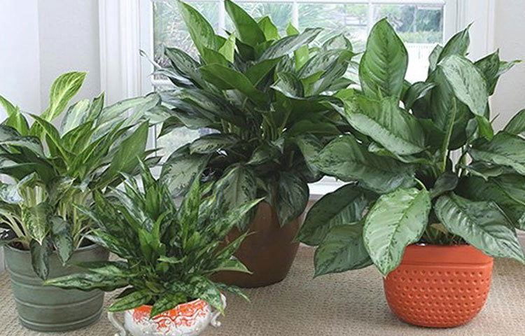 চাইনিজ এভারগ্রিন: নাম থেকেই বোঝা যাচ্ছে যে এটির উৎপত্তি চীনে। সে দেশে এটি খুব জনপ্রিয়ও। বাতাসকে দূষণ মুক্ত করে, বাতাসকে বিভিন্ন ক্ষতিকারক পদার্থ মুক্ত করে। কিন্তু একে লালন পালনের জন্য খুব বেশি যত্নের প্রয়োজন হয় না। ছায়াতে ভালো থাকে এরা। তবে খেয়াল রাখতে হয় যেন টবের মাটি ভিজে থাকে।