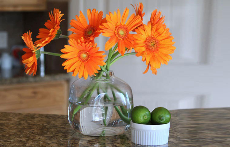 জারবেরা ডেইজি: বাগানের সৌন্দর্যায়নের জন্য জারবেরা একটি অনন্য নাম। কিন্তু এর বিপুল পরিমাণ অক্সিজেন উৎপাদন ক্ষমতা এবং বাতাস থেকে দূষিত কণা দূর করার ক্ষমতা সম্পর্কে অনেকেরই ধারণা নেই। তবে এর জন্য শীতকাল ছাড়া সারা বছরই পর্যাপ্ত সূর্যরশ্মি প্রয়োজন হয়। ভালো করে পানি দিতে হয়, যাতে মাটি সব সময় ভিজে থাকে। শোওয়ার ঘর এই গাছ রাখার আদর্শ জায়গা।