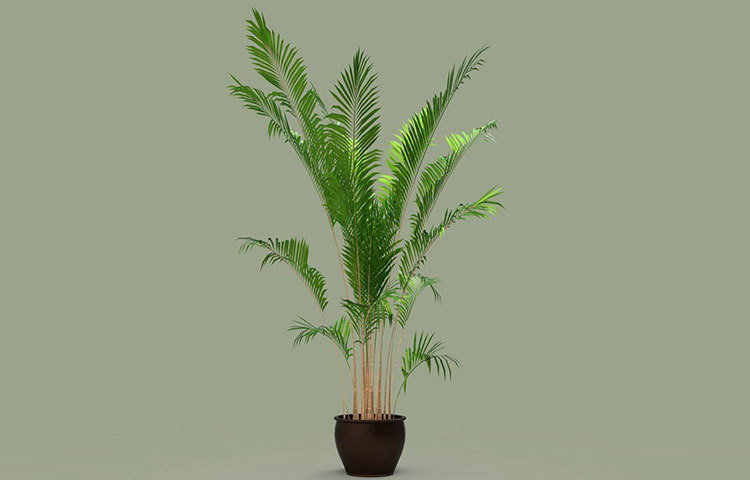 এরিকা পাম: বাতাসকে শুদ্ধ করার ব্যাপারে এই ইন্ডোর প্লান্টটির কথা যথেষ্ট গুরুত্ব রয়েছে। এটিকে প্রকৃতি যেন বিশেষভাবে তৈরিই করেছে বাতাস পরিশুদ্ধ করার জন্য। এটি বসার ঘরে রাখার পক্ষে একেবারে আদর্শ একটি গাছ। অল্প আলো এবং মাঝে মধ্যে পানি দেয়া ছাড়া বিশেষ যত্নের দরকার পড়ে না।