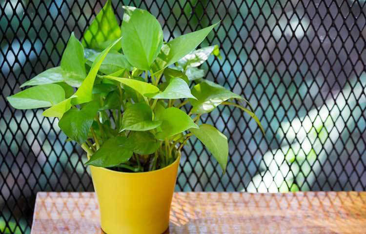 মানি প্লান্ট: এটি বাংলার ঘরে ঘরে পরিচিত একটি নাম। তবে সেটা এর কার্যকারিতা সম্পর্কে যতটা, তার থেকেও বেশি এর নামের জন্য। এর বাতাস শোধনের ক্ষমতাকে স্বীকৃতি দিয়েছে নাসাও। আলো পড়ে না, এমন যে কোনো ঘরে একে রাখা যেতে পারে। সপ্তাহে একবার পানি দিলেই যথেষ্ট।