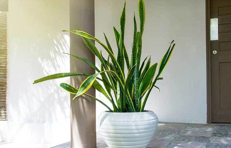 স্নেক প্লান্ট: এই গাছটিও বাতাসে অক্সিজেন যোগ করে বিভিন্ন দূষিত পদার্থ দূর করে। এর আরও বিশেষত্ব হল, এটি রাতেও ক্রমাগত বাতাসে অক্সিজেনের যোগান দিয়ে যায়। বদ্ধ ঘরের ক্ষেত্রে এটি একটি আদর্শ গাছ। একে রাখার সবচেয়ে ভালো জায়গা হল শোওয়ার ঘর। জানালার অল্প আলো এবং সপ্তাহে একদিন জল, এদের বেঁচে থাকার জন্য প্রয়োজন হয়।