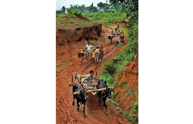 গরুর গাড়ি চলছে মেঠোপথ ধরে।