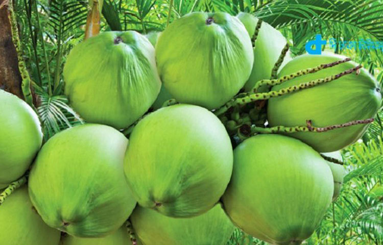 ব্লাড সুগারকে বেঁধে রাখবে: ২০১২ সালে হওয়া জার্নাল ফুড অ্যান্ড ফাংশন স্টাডিসে দেখা গিয়েছিল ডাবের পানিতে থাকা অ্যামাইনো অ্যাসিড এবং ডায়াটারি ফাইবার ইনসুলিনের কর্মক্ষমতা বাড়িয়ে দেয়। ফলে স্বাভাবিকভাবেই ব্লাড সুগার নিয়ন্ত্রণে চলে আসে।