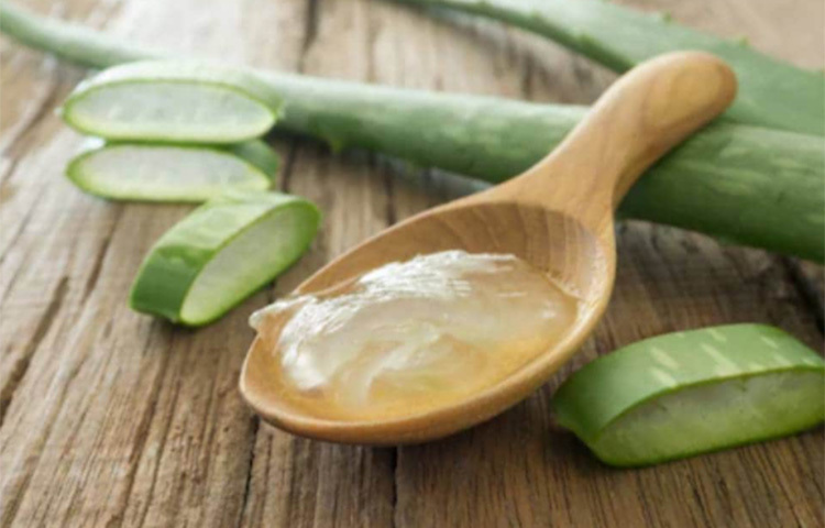 অ্যালোভেরা চুলের জন্য খুবই উপকারী। এতে থাকা বিভিন্ন পদার্থ চুলের ত্বকের মৃত কোষ ও হেয়ার ফলিকলসকে সারিয়ে তোলে। ফলে চুল দ্রুত বৃদ্ধি পায়। চুলে লাগানোর পাশাপাশি অ্যালোভেরার রস নিয়মিত পানও করতে হবে। ছবি: সংগৃহীত
