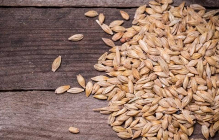 পানিতে বার্লি ফুটিয়ে লবণ মিশিয়ে নিন। আধঘণ্টা পর তাতে লেবু ও মধু মিশিয়ে নিন। বার্লির আয়রন ও কপার হেয়ার ফলিকলকে মজবুত করে। ছবি: সংগৃহীত