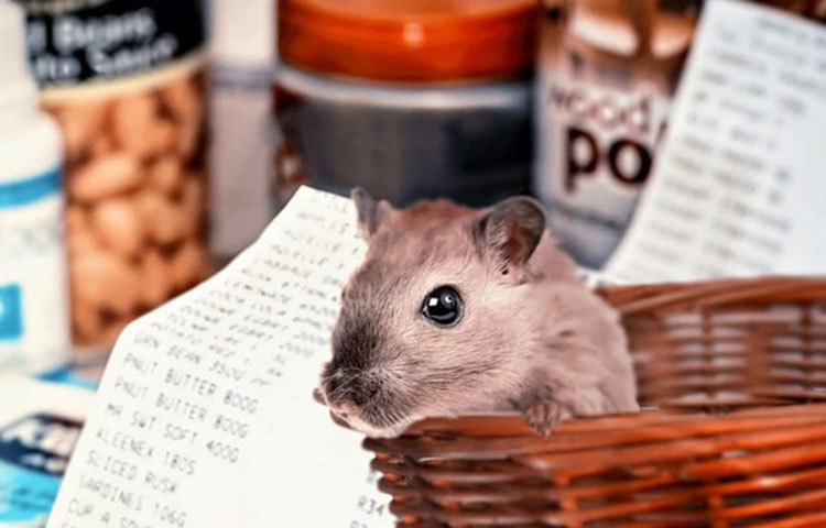 এই ভাইরাসের মূল লক্ষণগুলো হলো অবসাদ, জ্বর, খিঁচুনি। বিশেষ করে থাই আর পিঠের পেশিতে ব্যথা। হন্তাভাইরাসে আক্রান্ত ব্যক্তির মধ্যে মাথা ব্যথা, ঝিমুনি ভাব সেই সঙ্গে সঙ্গে তলপেটে ব্যথা ও আরও বেশ কিছু সমস্যা দেখা দিতে পারে।