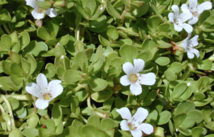 ব্রাহ্মী: স্মৃতিশক্তি তো বটেই, পাশাপাশি ব্রঙ্কাইটিস, বুকে সর্দি বসা, কফ আর পিত্ত নাশেও সাহায্য করে ব্রাহ্মী, শ্বাসযন্ত্রকেও সুস্থ এবং সবল রাখে।