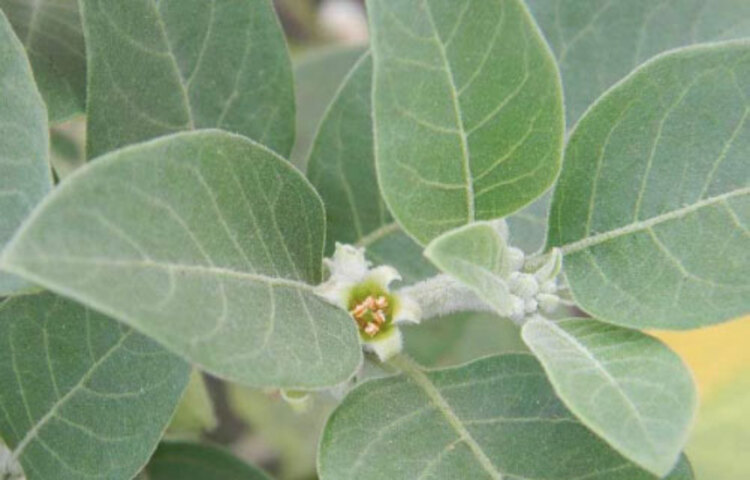 অশ্বগন্ধা: ক্লান্তি দূর করে মানসিক একাগ্রতা বাড়ায় অশ্বগন্ধা। পাশাপাশি এটি রক্তে শর্করা আর কোলেস্টেরলের মাত্রা নিয়ন্ত্রণে রাখে।