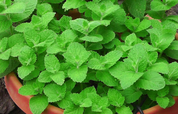 তুলসী: শরীরের রোগপ্রতিরোধক্ষমতা বাড়ায়, মাথাব্যথা কমায়, জ্বরজারি সারায়, হৃদযন্ত্র সতেজ রাখে। পাশাপাশি জীবাণুরোধক হিসেবেও তুলসী সুপরিচিত।