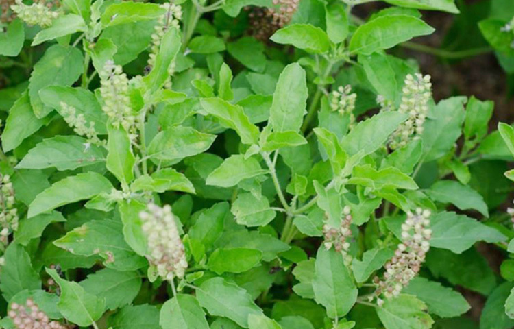 ডায়েটিশানদের পরামর্শ অনুযায়ী, লো ব্লাড প্রেশারের রোগীদের রোজ সকালে উঠে কমপক্ষে পাঁছ থেকে সাতটি তুলসী পাতা চিবোনো শরীরের পক্ষে ভালো। তুলসী পাতার মধ্যে উচ্চমাত্রায় পটাশিয়াম, ম্যাগনেশিয়াম ও ভিটামিন সি রয়েছে যা ব্লাড প্রেশারকে নিয়ন্ত্রিত রাখে। এছাড়াও তুলসী পাতায় রয়েছে প্রচুর পরিমাণে ইউজিনোল নামের অ্যান্টিঅক্সিডেন্ট। ব্লাড প্রেশার নিয়ন্ত্রণে রাখার পাশাপাশি কোলস্টেরলের মাত্রাও কমাতে সাহায্য করে এটি। ছবি: সংগৃহীত