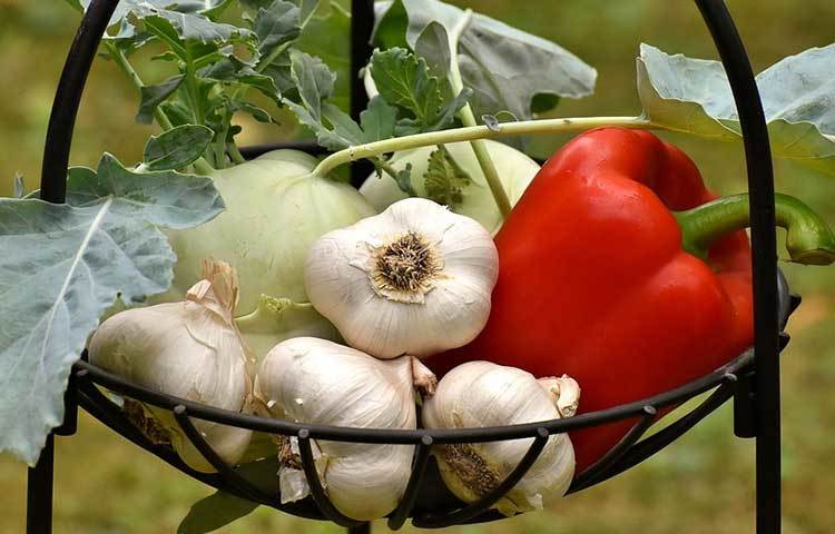 ইউরোপিয়ান জার্নাল অব ক্লিনিক্যাল নিউট্রিশন-এ প্রকাশিত, বিএমসি কার্ডিওভাস্কুলার ডিজঅর্ডারের ক্ষেত্রে রসুন উপকারী। তাই সুস্থ জীবন যাপন করতে চাইলে সুস্থ জীবন যাপন করতে চাইলে, স্বাস্থ্যকর খাবারের পাশাপাশি রসুনকে পাথেয় বানান।