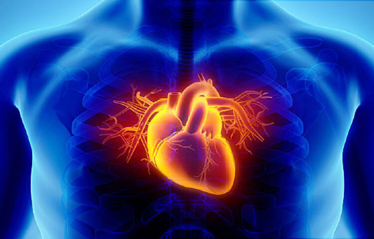 ওয়ার্ল্ড হার্ট ফেডারেশনের মতে পরিবারে বা বংশে কোনো পুরুষ সদস্য যেমন বাবা বা দাদা ৫৫ বছরের এবং মা বা দিদি যদি ৬৫ বছরের আগে হৃদোরোগে আক্রান্ত হয়ে থাকেন তাহলে হৃদরোগে আক্রান্ত হওয়ার সম্ভাবনা কয়েকগুণ বেড়ে যায়। পরিবারে বাবা ও মা দুজনেই যদি ৫৫ বছর বয়সের আগে হৃদযন্ত্রের অসুখে ভোগেন তাহলে আপনার হৃদরোগে আক্রান্ত হওয়ার ঝুঁকি বাড়ে ৫০ শতাংশ বেশি। অর্থাৎ পরিবারের হৃদযন্ত্রের অসুখের রেকর্ডের উপরে অনেকটাই নির্ভর করে যে আপনি হৃদরোগে আক্রান্ত হতে পারেন কি না।