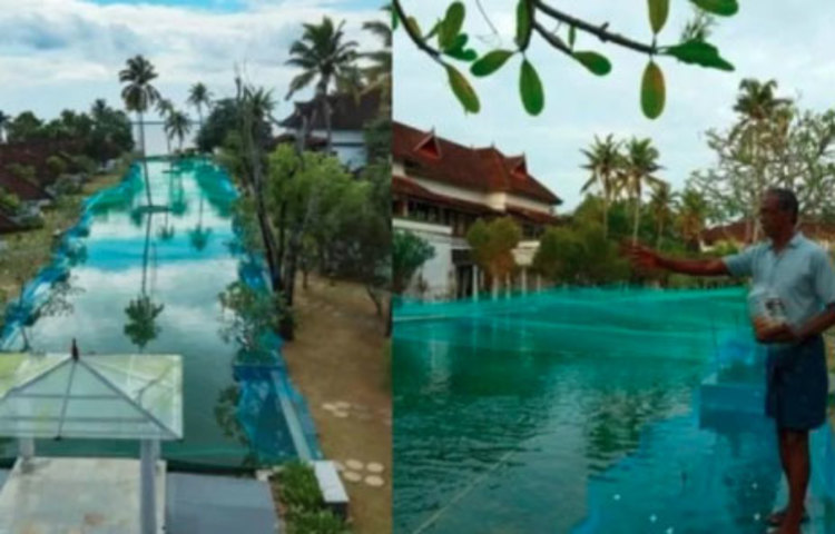 pearl spot fishes দক্ষিণ ও মধ্য ভারতে জনপ্রিয়। সুরেন্দ্রন জানিয়েছেন, নভেম্বর নাগাদ তিনি প্রায় ২৯ লাখ টাকার মাছ বিক্রি করতে পারবেন। তাতে তার ক্ষতি পূরণ হবে না। তবে কোনো রকমে রিসোর্ট বাঁচিয়ে রাখা যাবে।