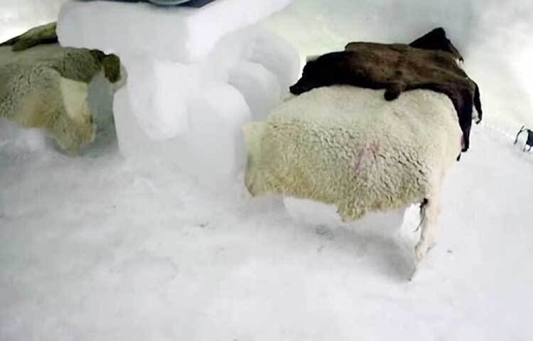 বরফের চেয়ারে যাতে বসতে অসুবিধা না হয়, তাই প্রতিটা চেয়ারের উপর ভেড়ার মোটা চামড়া বিছিয়ে দেয়া। তার উপরই পর্যটকেরা বসবেন। এর ভিতরে বসে সুস্বাদু গরম খাবার উপভোগ করতে পারবেন পর্যটকেরা। তবে অনেকেরই মনে প্রশ্ন আসতে পারে এর ভিতরে আরও ঠান্ডায় কাবু হয়ে যাবেন না তো পর্যটকেরা? ছবি: সংগৃহীত