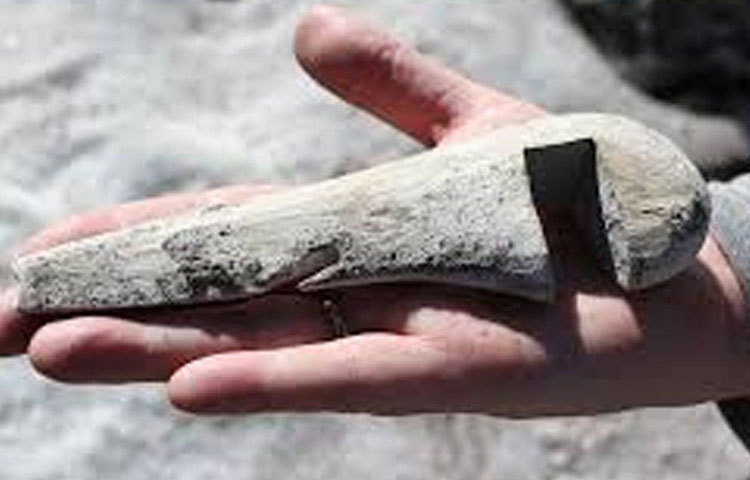 পাইলো জানিয়েছেন, গবাদি পশুদের বাছুর যাতে মায়ের দুধ খেতে না পারে, সে জন্য এই কাঠের টুকরোটি ব্যবহার করতেন সে যুগের মানুষ।