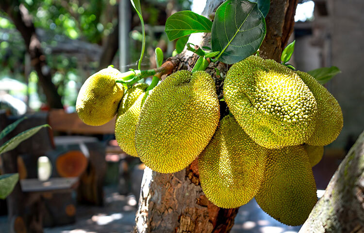 উচ্চমানের অ্যান্টি-অক্সিড্যান্ট সমৃদ্ধ ফল কাঁঠাল। এতে ভিটামিন সি রয়েছে প্রচুর পরিমাণে থাকে। তাই কাঁঠাল খেলে শরীরের প্রতিরোধ ক্ষমতা বাড়ে। এমনকী ক্যানসার এবং টিউমারের বিরুদ্ধেও শরীরে প্রতিরোধ গড়ে ওঠে। ছবি: সংগৃহীত