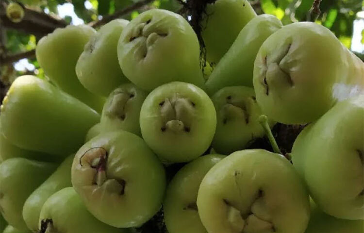 জামরুল অতিপরিচিত ফল। কিন্তু আম, জাম, লিচু কাঁঠালের তুলনায় এই ফল কিছুটা কম জনপ্রিয়। বেশ কম সময়ের জন্য বাজারে জামরুল দেখা যায়। ছবি: সংগৃহীত