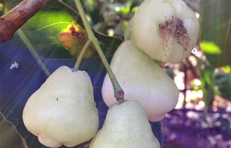 কিন্তু জামরুলের গুণ প্রচুর। অনেক অসুখের ঘরোয়া টোটকা হিসেবে ব্যবহৃত হয় জামরুল। ব্রেন ও লিভারের জন্যও এর রস উপকারী। জ্বর নিয়ন্ত্রণে জামরুলের ফুল ও ডায়রিয়া উপশমে খাওয়া হয় এর বীজ। ছবি: সংগৃহীত