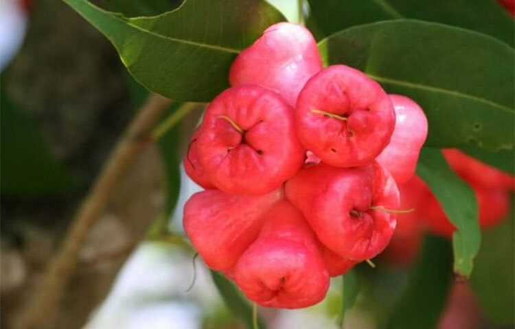 ডায়াবেটিস রোগীদের জন্য জামরুলের বীজ উপকারী। পাশাপাশি এই বীজে আছে ব্যথা উপশমকারী গুণও। এছাড়া জামরুলে আছে ফেনোলিক্স, ফ্ল্যাভোনয়েডস ও অনেক অ্যান্টিঅক্সিড্যান্ট যৌগ। ছবি: সংগৃহীত