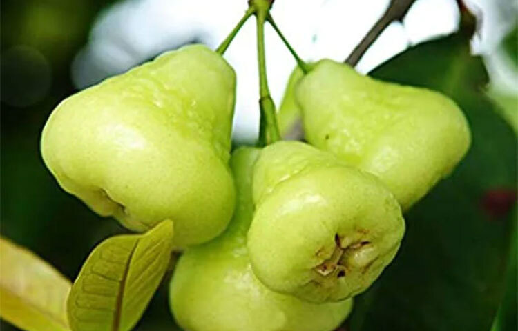 মদ্যপানে ক্ষতিগ্রস্ত লিভারের চিকিৎসায় কাজে লাগে জামরুলের রস। উচ্চরক্তচাপের রোগীদের ডায়েটেও রাখুন জামরুল। কারণ এর উপাদান রক্ত থেকে সোডিয়াম কমিয়ে দেয়। ছবি: সংগৃহীত