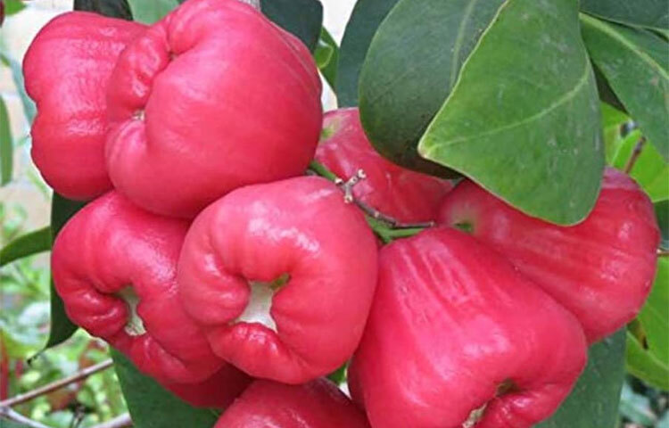 অ্যান্টিমাইক্রোবিয়াল গুণসম্পন্ন ও ফাইবারে ভরা এই ফল হজমে সাহায্য করে। অক্সিডেটিভ স্ট্রেস, ইনফ্লেম্যাশন, গলার সংক্রমণ, স্কার্ভি, হাঁপানি, ব্রঙ্কাইটিসসহ একাধিক রোগ জামরুল খেলে কমে যায়। ছবি: সংগৃহীত