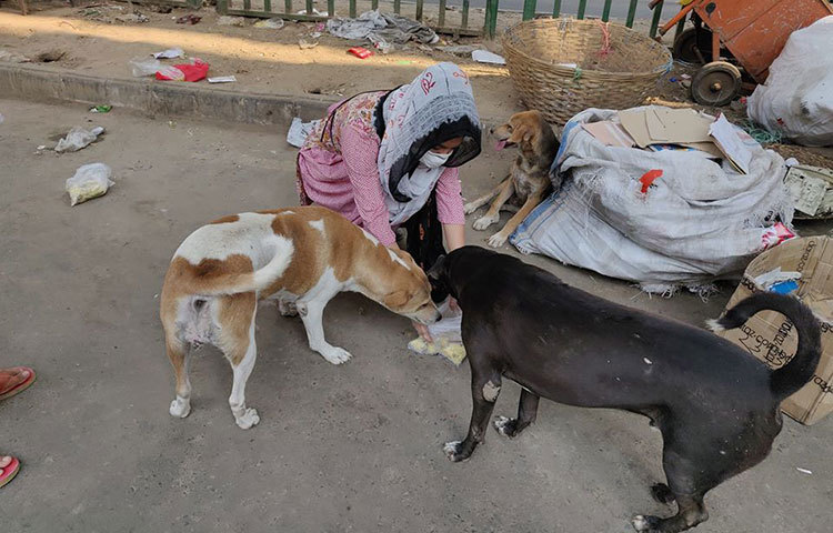 করোনার প্রকোপে বেশিরভাগ মানুষ এখন গৃহবন্দি। এই পরিস্থিতিতে খাদ্য সঙ্কটে রয়েছে রাস্তার কুকুররাও।