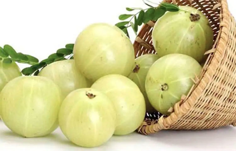 আমলকি শরীরের রোগ প্রতিরোধক ক্ষমতা বাড়িয়ে তোলে। প্রতিদিন একটা কাঁচা আমলকি খাওয়া শরীরের জন্য খুব ভালো।