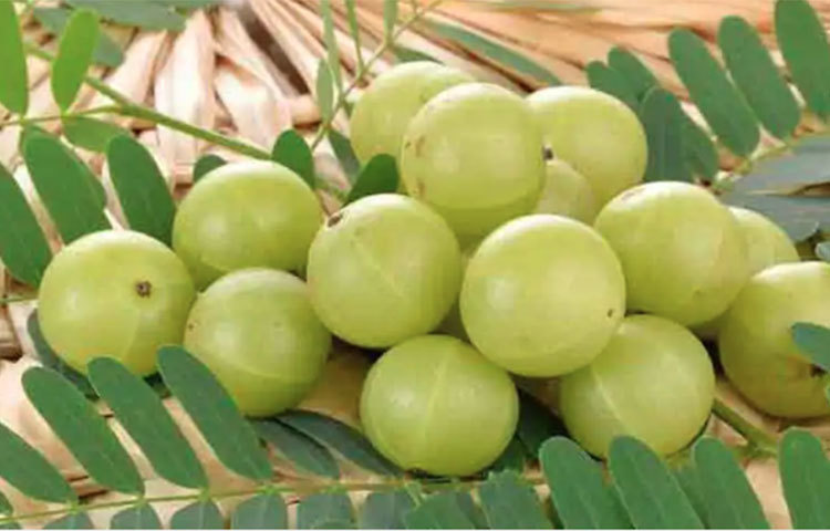 এছাড়া ভাতের সঙ্গে সেদ্ধ করেও আমলকি খেতে পারেন।