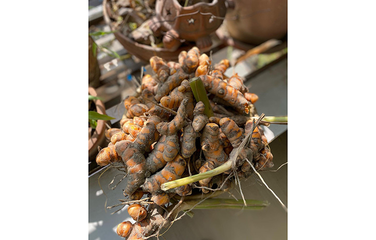 ধারণা করা হচ্ছে জয়া এই হলুদ তাদের ছাদ বাগানে হয়েছে। ছবি: ফেসবুক