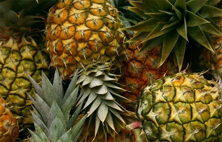 বেলি ফ্যাট বা তলপেটের মেদ কমানোর জন্য আনারস বেশ কার্যকরী। আনারসে আছে ব্রোমেলাইন। এই উৎসেচক প্রোটিন মেটাবলিজমে সাহায্য করে। তাই পেটের মেদ ঝরে যায়। ছবি: সংগৃহীত