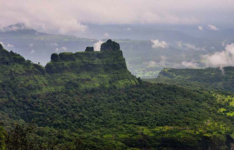 কর্নাটক, গোয়া এবং মহারাষ্ট্রের পশ্চিমঘাট বলয় জুড়ে বিস্তৃত এই অরণ্যকে বিজ্ঞানের পরিভাষায় বলা হয় ‘লুমিনিসেন্ট ফরেস্ট’।
