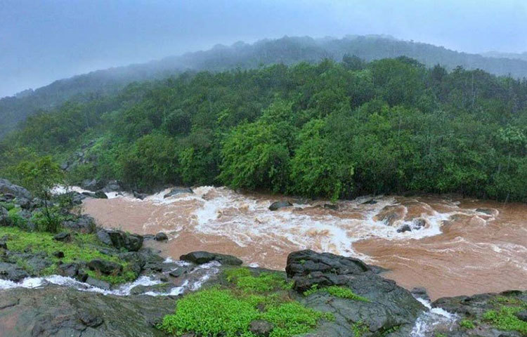 সেই পরিস্থিতিতে এই জীবাণুর সঙ্গে জলীয় বাষ্পের বিক্রিয়ায় উজ্জ্বল হয়ে ওঠে ভীমশঙ্কর অভয়ারণ্য। পশ্চিমঘাট পর্বতের নৈশ উজ্জ্বলতার আরও একটি কারণ হল জোনাকি। মে জুন মাসে, বর্ষা শুরুর ঠিক আগে সহ্যাদ্রির অরণ্য জুড়ে যেন জোনাকিদের বাড়ি।