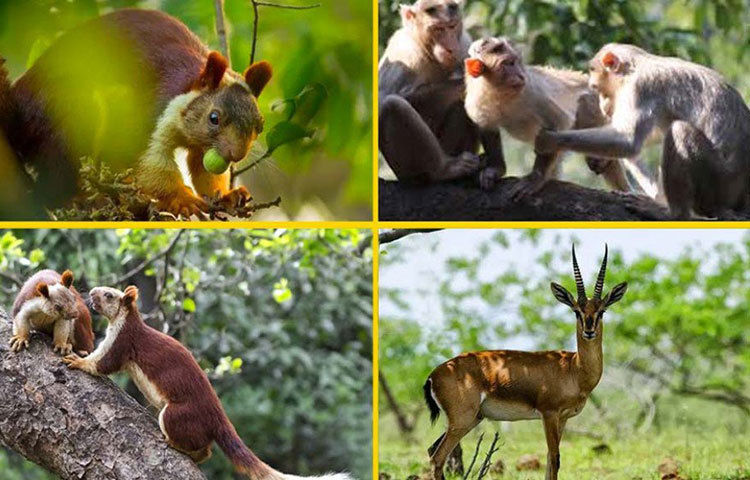 ভীমশঙ্কর অরণ্য স্থানীয় উপজাতিদের কাছে পবিত্র। সমৃদ্ধ জীববৈচিত্র এই অরণ্যের বৈশিষ্ট্য। মূলত ইন্ডিয়ান জায়ান্ট স্কুইরেল বা বড় আকারের কাঠবিড়ালিদের জন্যই এই অভয়ারণ্য। পাশাপাশি, বিভিন্ন প্রজাতির শিয়াল, হায়না, লেপার্ড এবং বিভিন্ন প্রজাতির পাখি এই অরণ্যের স্থায়ী বাসিন্দা।