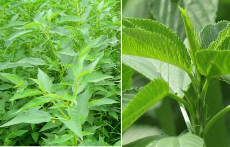 রক্ত পরিস্রুত করতে পাটশাক অত্যন্ত উপকার করে। দাঁত মজবুত করে পাটশাক।