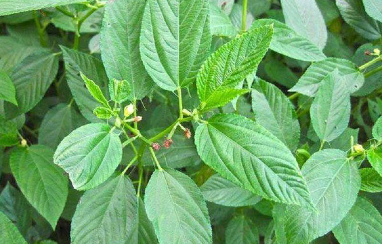 খাবারে রুচি ফিরে আসে। পাটশাক মুখের স্বাদ ফিরিয়ে আনতে বিশেষ ভাবে সাহায্য করে।