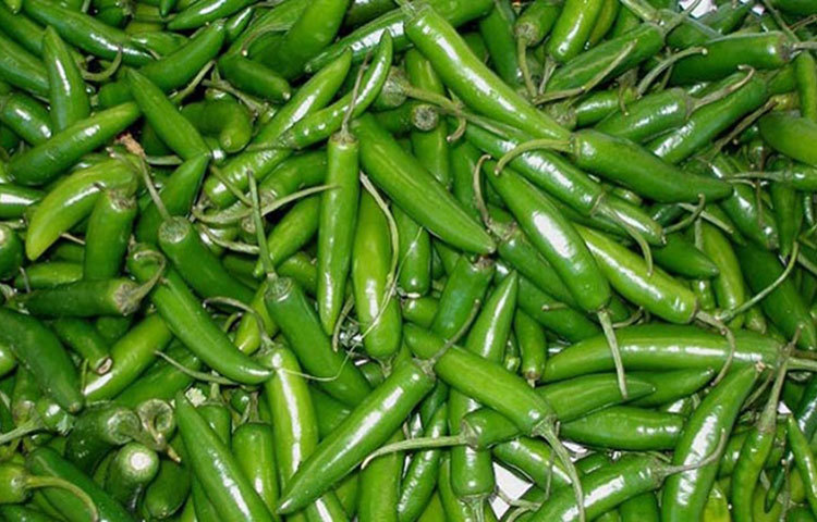 কাঁচা মরিচ ডায়াবেটিস নিয়ন্ত্রণে সাহায্য করে। পাশাপাশি রোগ প্রতিরাধ ক্ষমতাও বাড়িয়ে দেয় অনেকটাই।