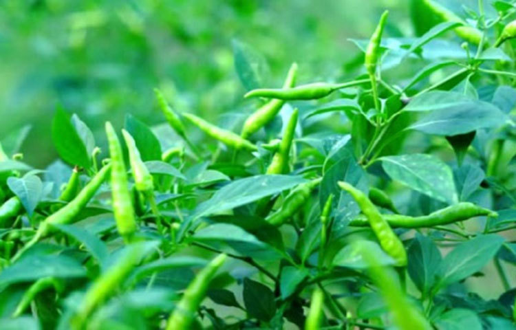 কাঁচা মরিচে রয়েছে প্রচুর ডায়াটারি ফাইবার, নিয়াসিন, থিয়ামিন, রাইবোফ্লবিন, আয়রন, ফলেট, ম্যাঙ্গানিজ এবং ফসফরাস। এছাড়াও রয়েছে ভিটামিন এ, বি-৬, সি, কে, পটাশিয়াম, কপার এবং ম্যাগনেসিয়ামের মতো প্রয়োজনীয় উপাদান।