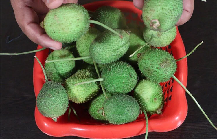 কাঁকরোলের দানা ও শাঁসে প্রচুর ফাইবার আছে। ফলে কোষ্ঠকাঠিন্য ও গ্যাস অম্বলের সমস্যা নিয়ন্ত্রণে থাকে এই সবজিতে। ছবি: সংগৃহীত