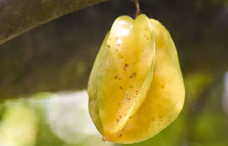 হৃদরোগের সম্ভাবনা কমায় কামরাঙা। কারণ এটি কম-ক্যালরিযুক্ত ফল। ছবি: সংগৃহীত