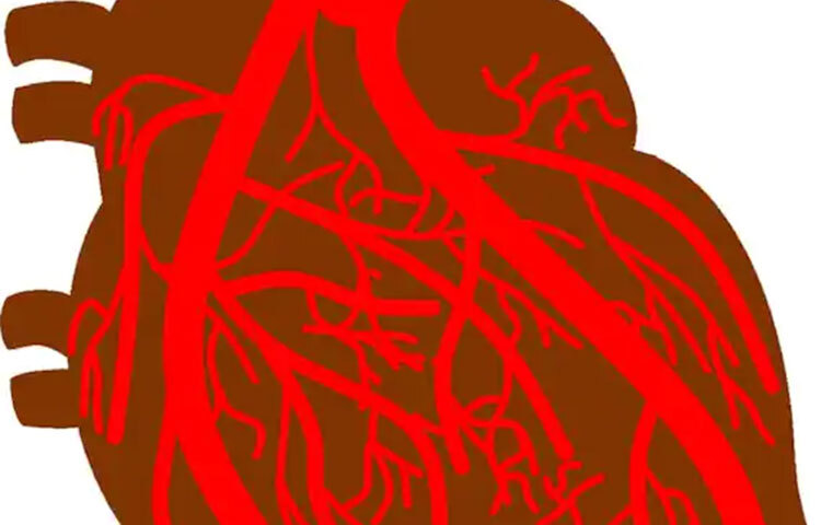 কামরাঙায় রয়েছে সলুবেল ফাইবার। যা খারাপ কোলেস্টেরল কমিয়ে দিয়ে হৃদরোগ দূরে সরিয়ে রাখে। ছবি: সংগৃহীত