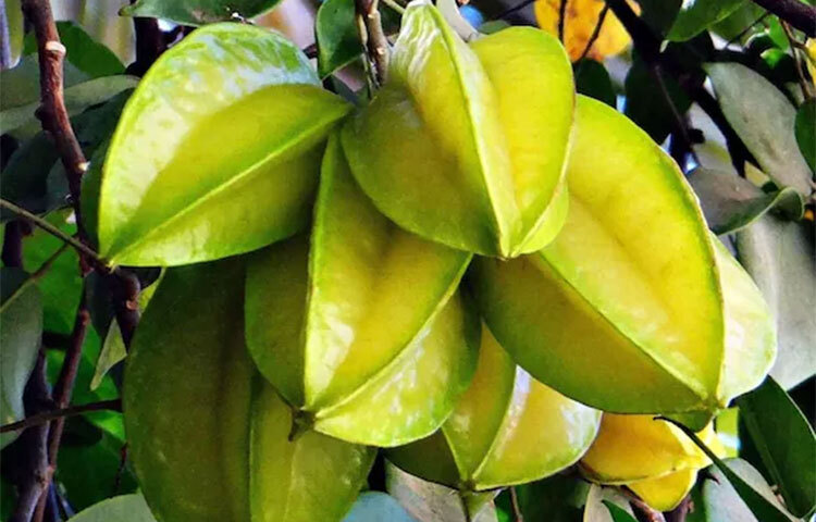 কামরাঙায় থাকা সলুবেল ফাইবার রক্ত থেকে ফ্যাট মলিকিউল দূর করতে পারে। এর ফলে কার্ডিওভাস্কুলার রোগের ঝুঁকি কমে। ছবি: সংগৃহীত