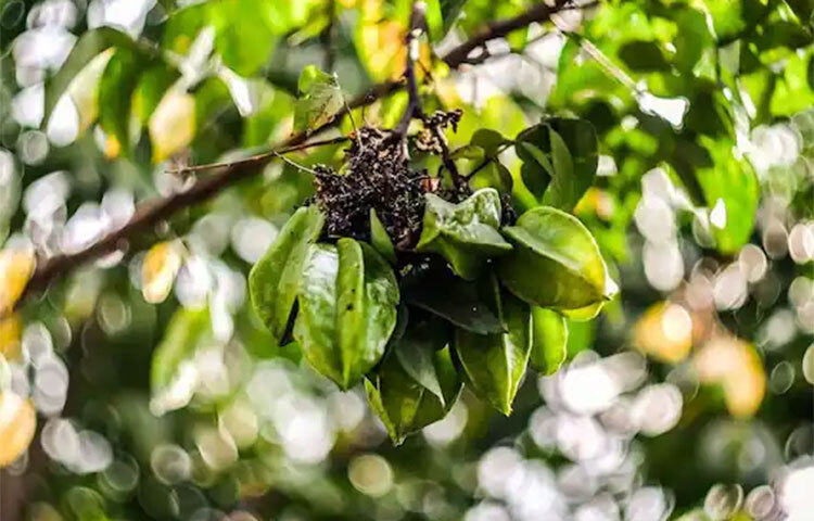 তাছাড়া দীর্ঘক্ষণ পেট ভরিয়ে রাখতে পারে এই ফল। ছবি: সংগৃহীত