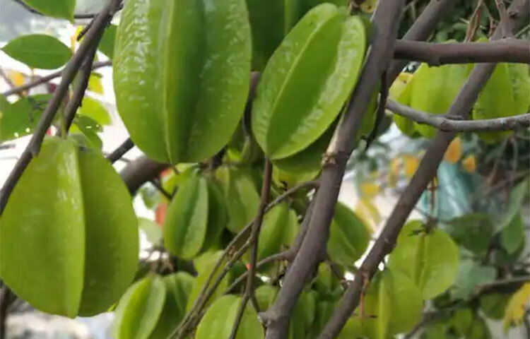 কার্ডিওভাস্কুলার রোগীর জন্য উপকারী এই ফল। ছবি: সংগৃহীত